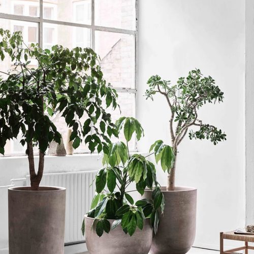Planter SC45 - Image 2